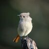 野鳥がいたんだ