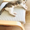 【改善】分離不安症気味の愛猫・冴ゆと一緒に過ごして感じたこと