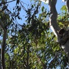 コアラは木に引っかかっていた　(2024年キャンプ1日目)