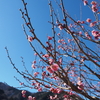 梅の花の咲く時期が到来。１月２月は花だけでなく、枝の剪定にもいい時期です。