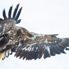 傷ついた野鳥動物のレスキュー隊