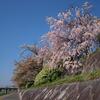 京都の桜・鴨川～大谷本廟