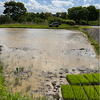 田植え前日の宴