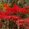 笠間芸術の森公園をさんぽ