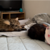 ゴロゴロするあんころもち特集74