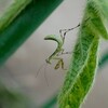 カマキリの仔