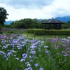 湖岸　あやめ園