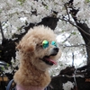 「千鳥ヶ淵」の桜に外国人旅行者も熱視線