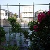 きゅうりのネット