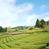 茶畑が美しい季節に突入！