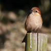 百舌（モズ）♀