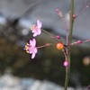 「送り梅雨」入り