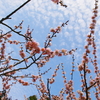 花見日和　ー明谷梅林と雪割桜ー