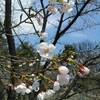 岩手公園にはけっこう人がいる。桜は咲き始め。