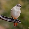 日本　自宅周辺の野鳥たち