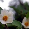 シャラの花