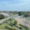 久しぶりに舎人公園へ行きました