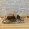 ランバージャック横浜瀬谷店 まぐろんのクワカブ飼育記録 ランバージャック横浜瀬谷店 まぐろんのクワカブ飼育記録