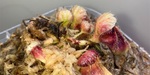 セファロタス成長記録=2026/7月30日 #食虫植物 #セファロタス #icos #著作権無料 #BGM