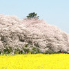 埼玉の権現堂の桜が魅力的！週末にちょっと遠出で行きたいお花見スポット♪