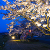 依那古堤防の夜桜（伊賀市）