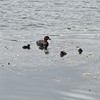 カイツブリ親子