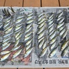 【7月の釣り】アジをサビキで狙う｜差をつけるサビキ針の選び方