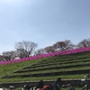 ＃赤羽岩淵の芝桜