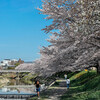 桜のある風景（2023年）