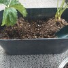 プランターのコバエ駆除。効果的！土の入れ替えをやってみた🐱