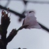 開花しました