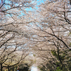 四国旅行&写真日記：4/4(金) 香川県の朝日山公園、紫雲出山のハイキング