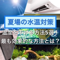 流木のアク抜き 水槽の黄ばみにキョーリンブラックホールが凄い たなごgo