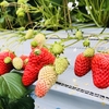 完熟いちご🍓狩り情報５月１６日(水)❤️開園日です‼️