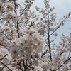 金戒寺の桜