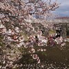 加治川治水記念公園・加治川堤の桜2019