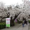 春の会津をグルグル②　鶴ヶ城の桜（4/12撮影）