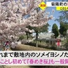 菊陽町の富士フイルム九州　満開のサクラの道に多くの人（熊本）