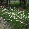 本格的な強い雨に