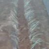 ネギ苗の植え替えと、ニンジンの発芽