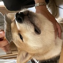 ブロガーごっこ