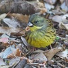 公園の野鳥達（１月２日）