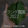 1678食目「ベランダ農園2022」今年も始めました。私の部屋のベランダ菜園その1