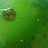 ベランダの青水 早くも薄まる①