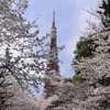 桜と東京タワーと筋トレ