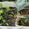 庭で秋野菜 37【ほうれん草】
