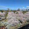 週末のトレーニングと桜