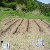 里芋の植付　愛媛農試Ｖ２
