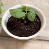 ベランダでゴーヤを育てる①ダイソーで観葉植物の土と肥料と鉢を調達！
