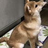 柴犬あきとの生活　105